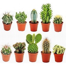 Day 50'li Karışık Kaktüs Çiçeği Tohumu + 10'lu Kırmızı Lale Çiçek Tohumu