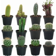 Day 25'li Karışık Kaktüs Çiçeği Tohumu + 10'lu Kırmızı Lale Çiçek Tohumu