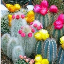Day 50'li Karışık Kaktüs Çiçeği Tohumu + 10'lu Kırmızı Lale Çiçek Tohumu