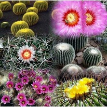 Day 25'li Karışık Kaktüs Çiçeği Tohumu + 10'lu Kırmızı Lale Çiçek Tohumu