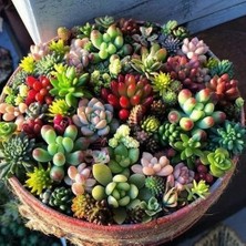 Day 10'lu Karışık Kaktüs Çiçeği Tohumu + 10'lu Kırmızı Lale Çiçek Tohumu