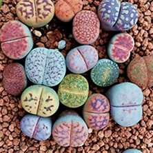 Day 10'lu Karışık Kaktüs Çiçeği Tohumu + 10'lu Kırmızı Lale Çiçek Tohumu