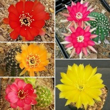 Day 100'lü Karışık Kaktüs Çiçeği Tohumu + 10'lu Kırmızı Lale Çiçek Tohumu