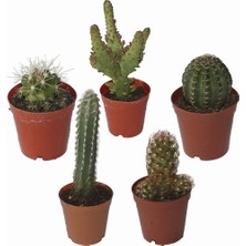 Day 25'li Karışık Kaktüs Çiçeği Tohumu + 10'lu Kırmızı Lale Çiçek Tohumu