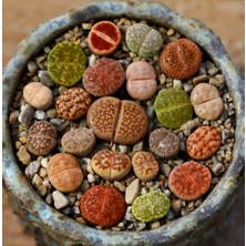 Day 10'lu Karışık Kaktüs Çiçeği Tohumu + 10'lu Kırmızı Lale Çiçek Tohumu