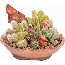 Day 10'lu Karışık Kaktüs Çiçeği Tohumu + 10'lu Kırmızı Lale Çiçek Tohumu