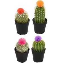 Day 100'lü Karışık Kaktüs Çiçeği Tohumu + 10'lu Kırmızı Papatya Çiçek Tohumu