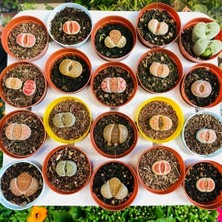 Day 25'li Karışık Kaktüs Çiçeği Tohumu + 10'lu Kırmızı Orkide Çiçek Tohumu