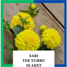 Tokasya Yıldız Çiçeği (Dahlia) Soğanı/yumrusu - Sarı 1 Yumru (10 Adet)