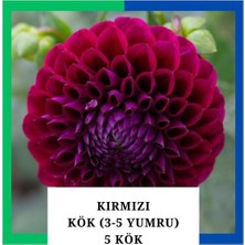 Tokasya Yıldız Çiçeği (Dahlia) Soğanı/yumrusu - Kırmızı 4-5 Yumru (5 Adet)