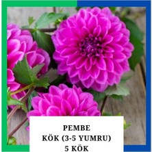 Tokasya Yıldız Çiçeği (Dahlia) Soğanı/yumrusu - Pembe 4-5 Yumru (5 Adet)