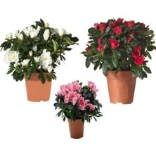 Serada Decor Plant Açelya Çiçeği 3lü Set Beyaz Kırmızı Pembe 20-40 cm Saksılı