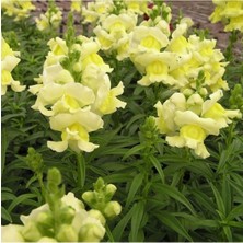 Serada Decor Plant 10 Adet Sarı Aslanağzı Çiçeği Fidanı Fidesi 5 cm 15CM