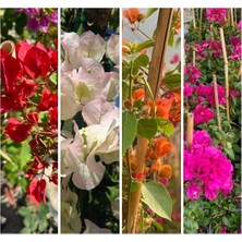 Serada Decor Plant Begonvil Sarmaşığı Set 4 Adet (Kırmızı Beyaz Mor Pembe) Bol Çiçekli Balkon/bahçe Çiçeği