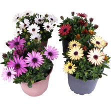 Serada Decor Plant Bodrum Papatyası - Osteospermum - Saksı'da Canlı Çiçek - 4'lü Miks