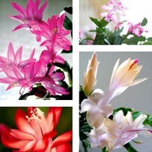 Serada Decor Plant Yılbaşı Çiçeği 4 Adet 6,5 Mini Saksıda Dörtlü 1.kalite Çiçekli Bodur Bitki