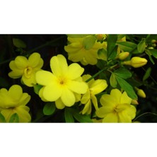 Serada Decor Plant 4 Adet Sarı Yasemin Çiçeği Fidanı 60 cm