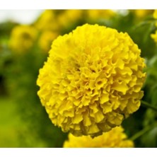 Serada Decor Plant Kadife Çiçeği Fidanı 10 Adet