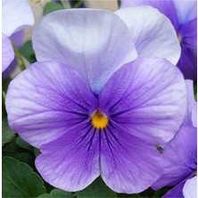 Serada Decor Plant 10 Adet Açık Mor Hercail Menekşe Çiçeği Fidanı Fidesi 5 cm 15 cm