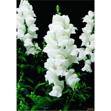 Serada Decor Plant 10 Adet Beyaz Aslanağzı Çiçeği Fidanı Fidesi 5 cm 15 cm