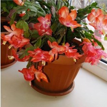 Serada Decor Plant Turuncu Yılbaşı Çiçeği Fidanı Saksılı
