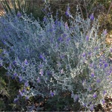 Serada Decor Plant Zeytin Çalısı Fidanı Saksılı 60CM 80CM