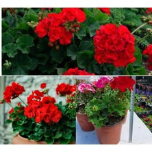 Serada Decor Plant Kırmızı Sardunya Çiçeği Saksılı