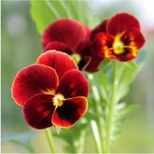 Serada Decor Plant Hercai Menekşe Kırmızı Saksılı- 10,5 Saksıda