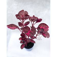 Serada Decor Plant Çingene Şalvarı Bitkisi Iresine Herbstii 5.5 cm Saksıda