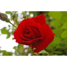 Serada Decor Plant Bulgar Gülü Kırmızı Çiçeği Fidanı