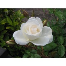 Serada Decor Plant Bulgar Gülü Beyaz Çiçeği Fidanı