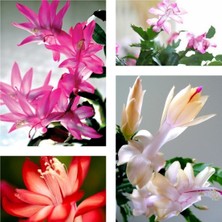 Serada Decor Plant Yılbaşı Çiçeği 4 Adet 6,5 Mini Saksıda Dörtlü 1.kalite Çiçekli Bodur Bitki