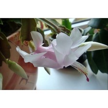 Serada Decor Plant Beyaz Yılbaşı Çiçeği Fidanı Saksılı