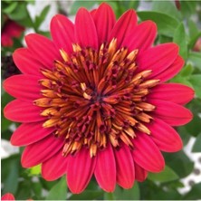 Serada Decor Plant Bodrum Papatyası Çiçeği Fidanı Saksılı Kahverengi