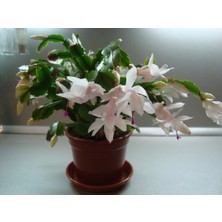 Serada Decor Plant Yılbaşı Çiçeği Fidanı 5CM-20CM