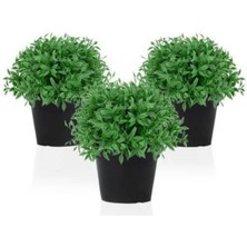 Serada Decor Plant Saksılı Yoğun Kokulu Fesleğen Fidanı 3 Adet 10-20 cm Basil Flower
