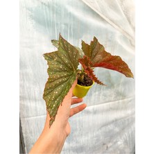 Serada Decor Plant Mini Saksıda Çilli Begonya Benekli Begonia