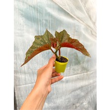 Serada Decor Plant Mini Saksıda Çilli Begonya Benekli Begonia