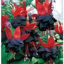 Serada Decor Plant Küpe Çiçeği Fidanı Göbeği Siyah