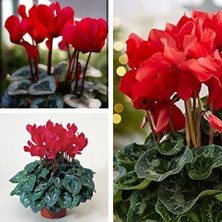 Serada Decor Plant Kırmızı Sıklamen (Cyclamen) Çiçeği Saksılı