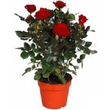 Serada Decor Plant Saksıda Minyatür Gül Fidanı