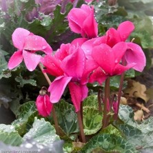 Serada Decor Plant Pembe Sıklamen (Cyclamen) Çiçeği Saksılı