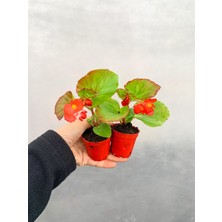Serada Decor Plant 2 Adet Karışık Renk Şeker Begonya Begonia Semperflorens