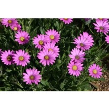 Serada Decor Plant Saksılı Pembe Bodrum Papatyası Çiçeği Fidanı  4 Adet