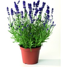 Serada Decor Plant Lavanta Çiçeği Fidanı