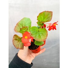 Serada Decor Plant Karışık Renk Şeker Begonya Kırmızı-Pembe-Beyaz  (1 Adet Gönderilecektir.)