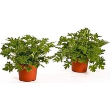 Serada Decor Plant Saksılı Itır Çiçeği Mis Kokulu Gül Damlası Çiçeği 2 Adet 25 cm