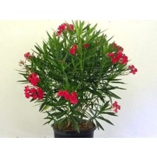 Serada Decor Plant Kırmızı Bodur Zakkum Çiçeği Fidanı 60 cm Saksılı