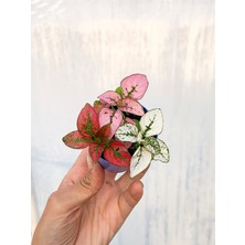 Serada Decor Plant Mini Saksıda Üç Renk Bir Arada Hypoestes Hostes Bitkisi