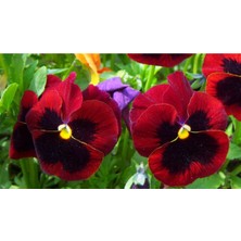 Serada Decor Plant 30 Adet Kırmızı Kahverengi Hercail Menkşe Çiçeği Fidanı Fidesi 5 cm 15 cm